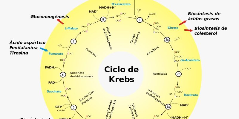 El ciclo de Krebs en el ejercicio clínico de la nutriología - IIDENUT