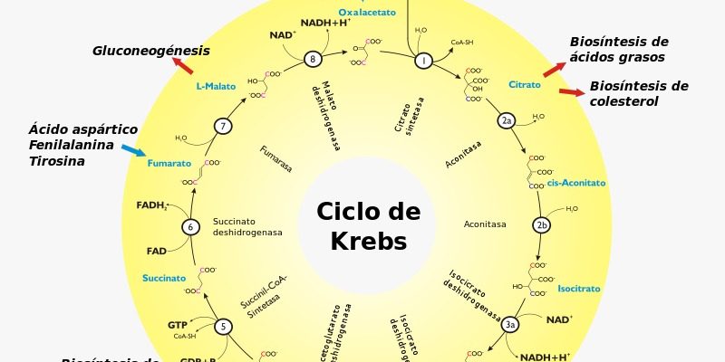 Donde se produce el ciclo de krebs