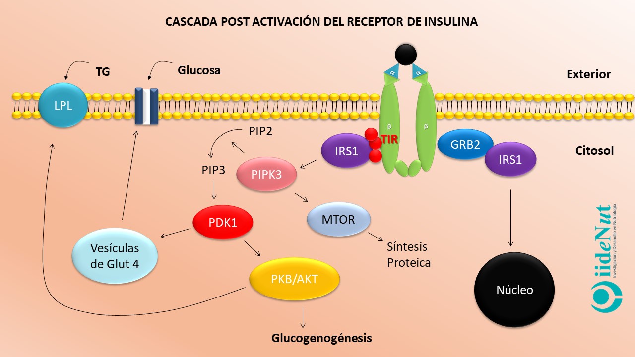 resistencia